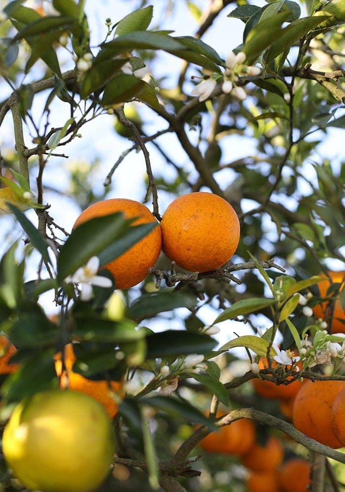 From the grove to glass -- recapping my tour with Tropicana on how oranges go from a whole fruit to juice! 