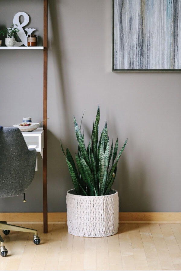 A desk featuring a plant purchase guide.