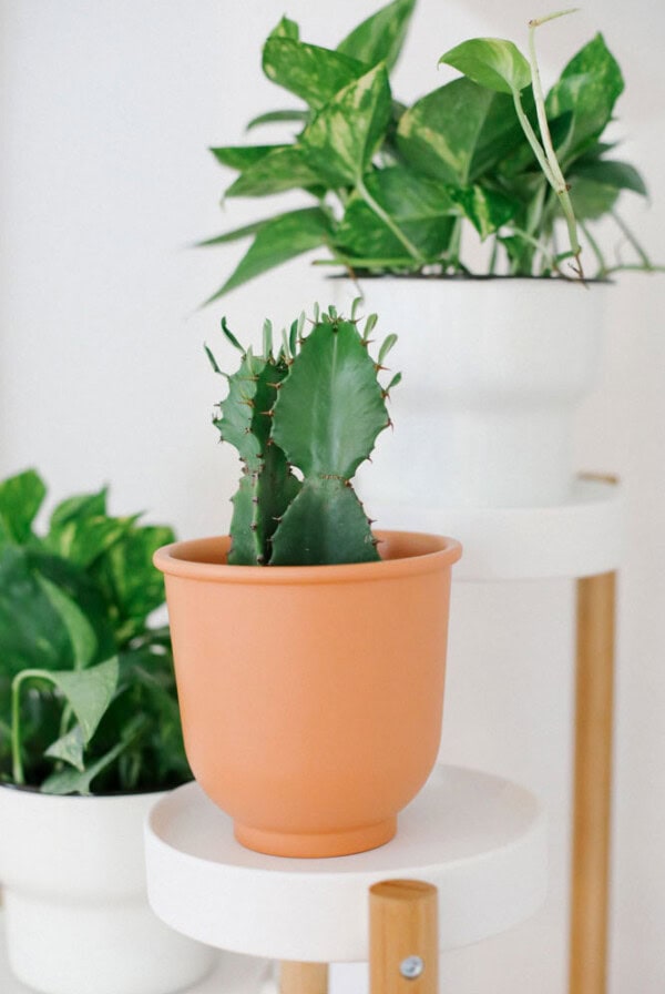 Three of the best indoor plants arranged on a wooden stand.